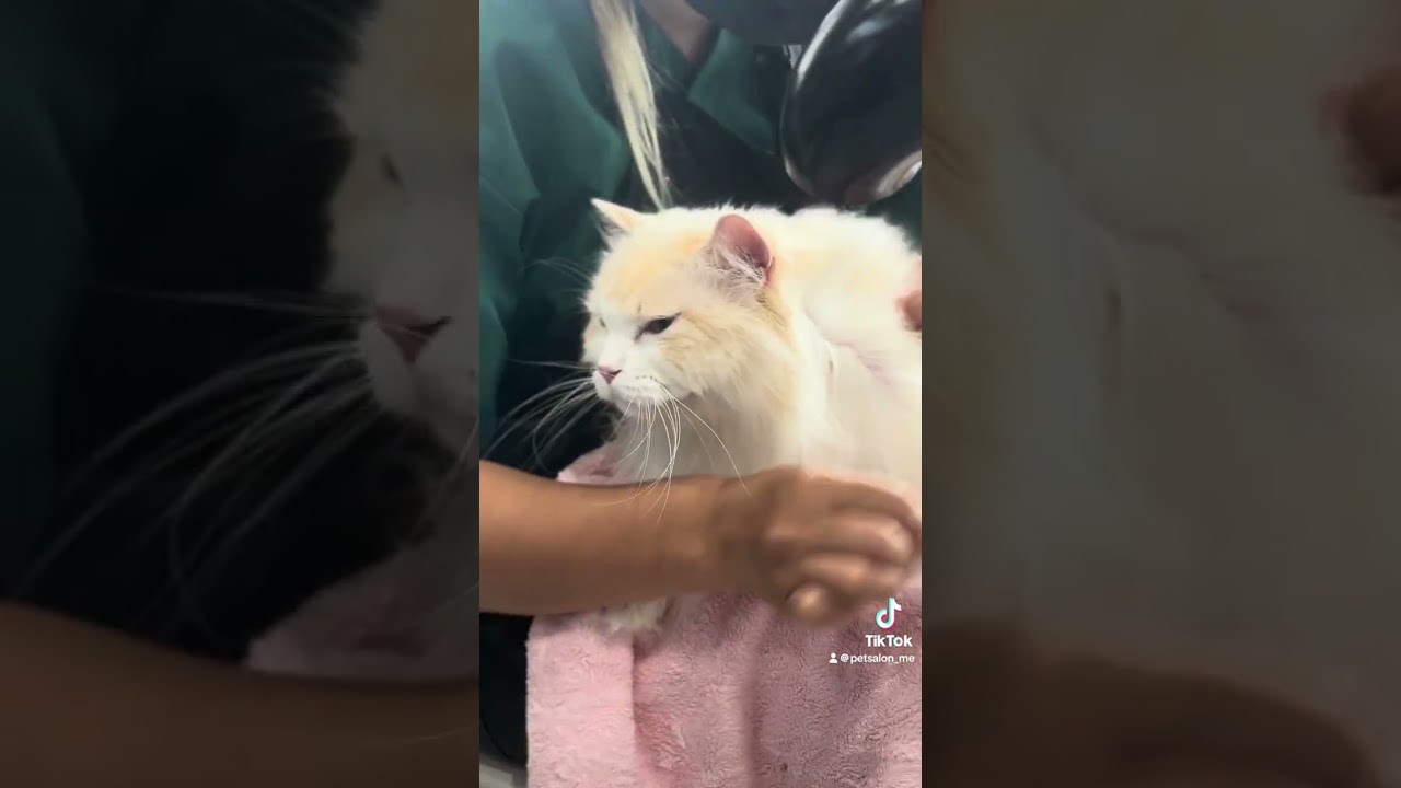 ラグドールの燦くんが来てくれました　京都市南区　ペットサロンみぃ〜