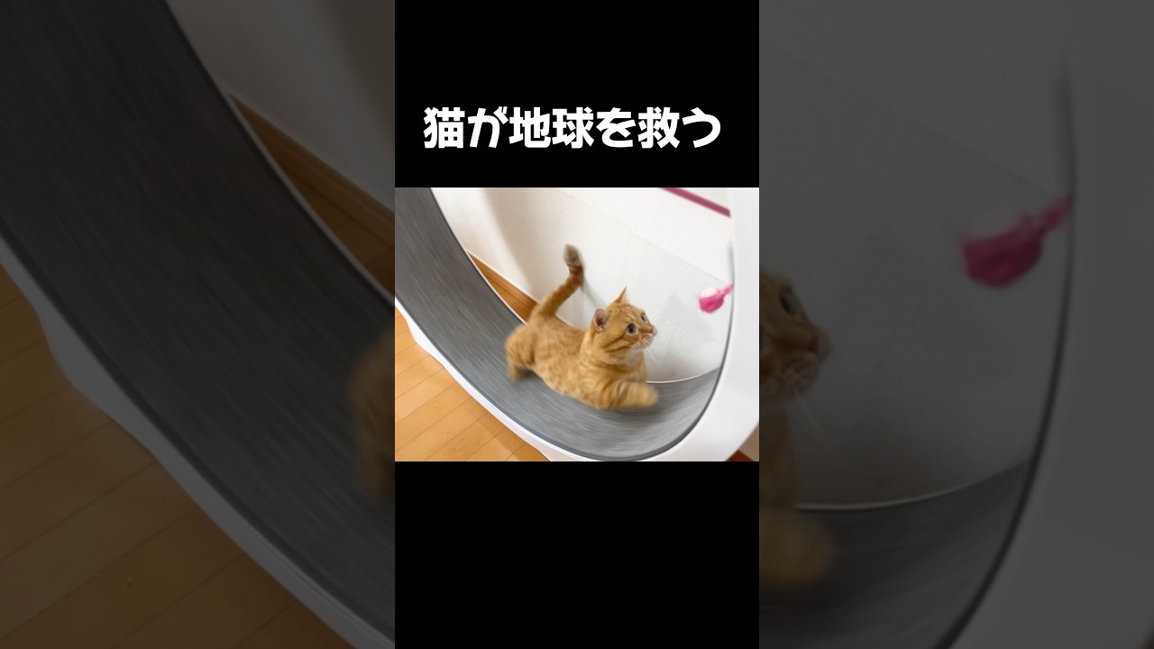 今年のランナーは... #猫 #マンチカン #shorts