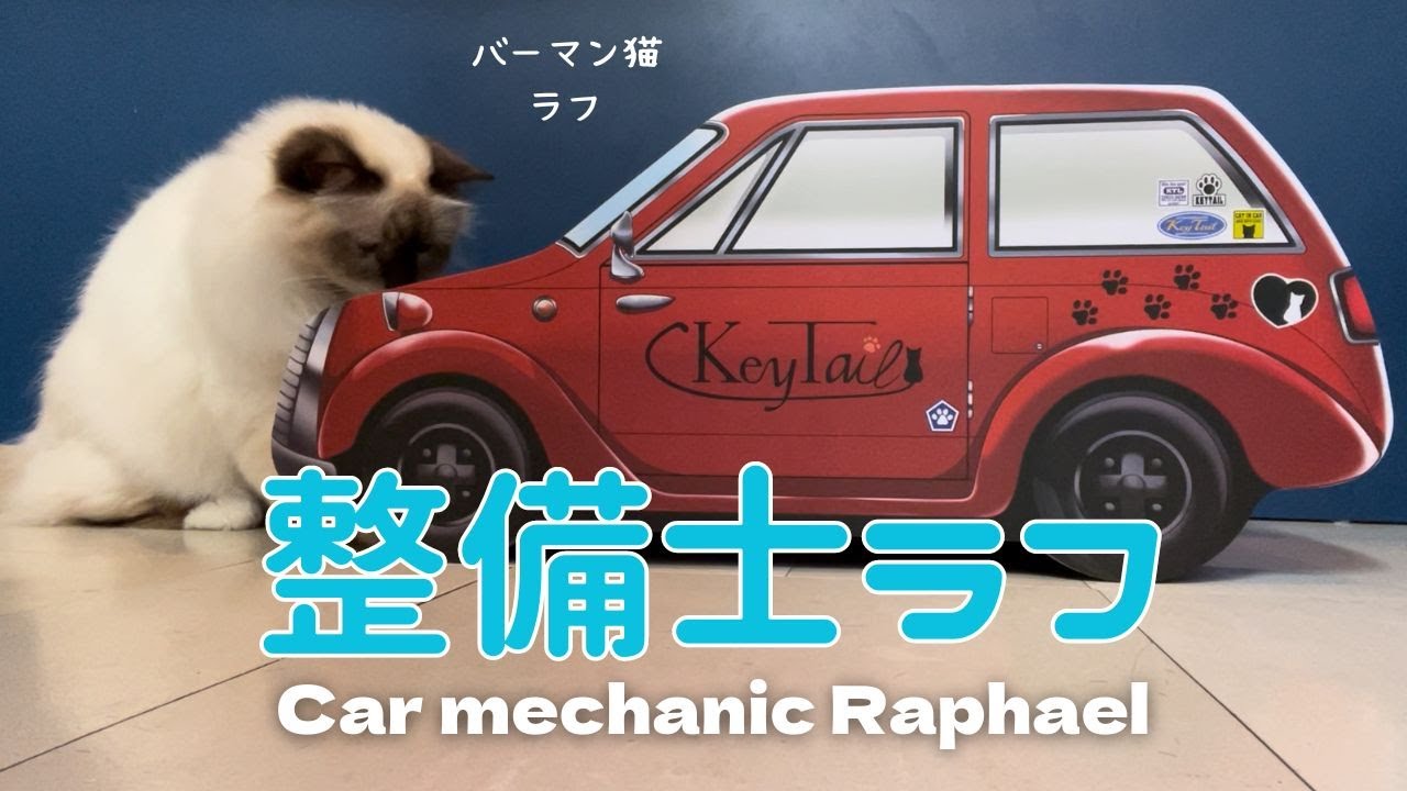 バーマン猫ラフとガブ【整備士ラフ】Car mechanic Raphael（バーマン猫）Birman/Cat