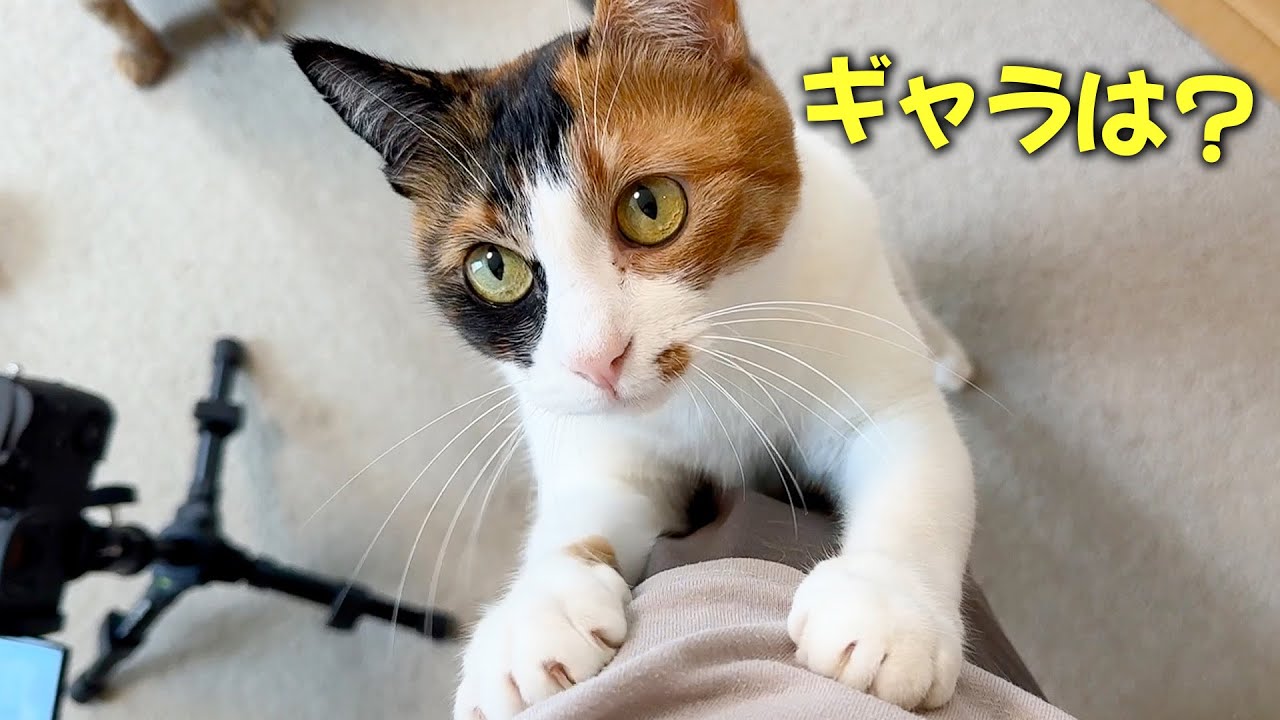 動画に出演していただいた猫たちへギャラを払わせていただきます。
