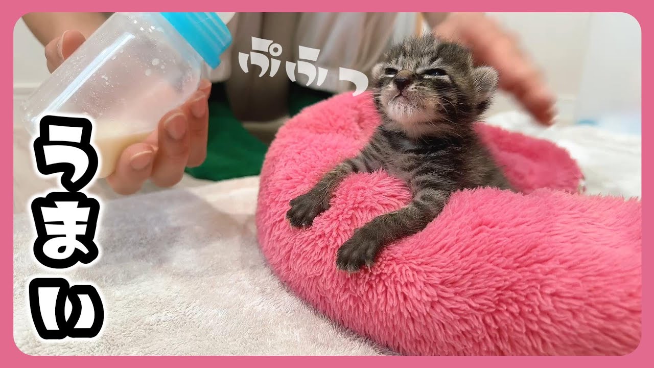 子猫がミルクを飲んで歩くとなんでこんなにかわいいのだろうか？【保護猫生活12日目】