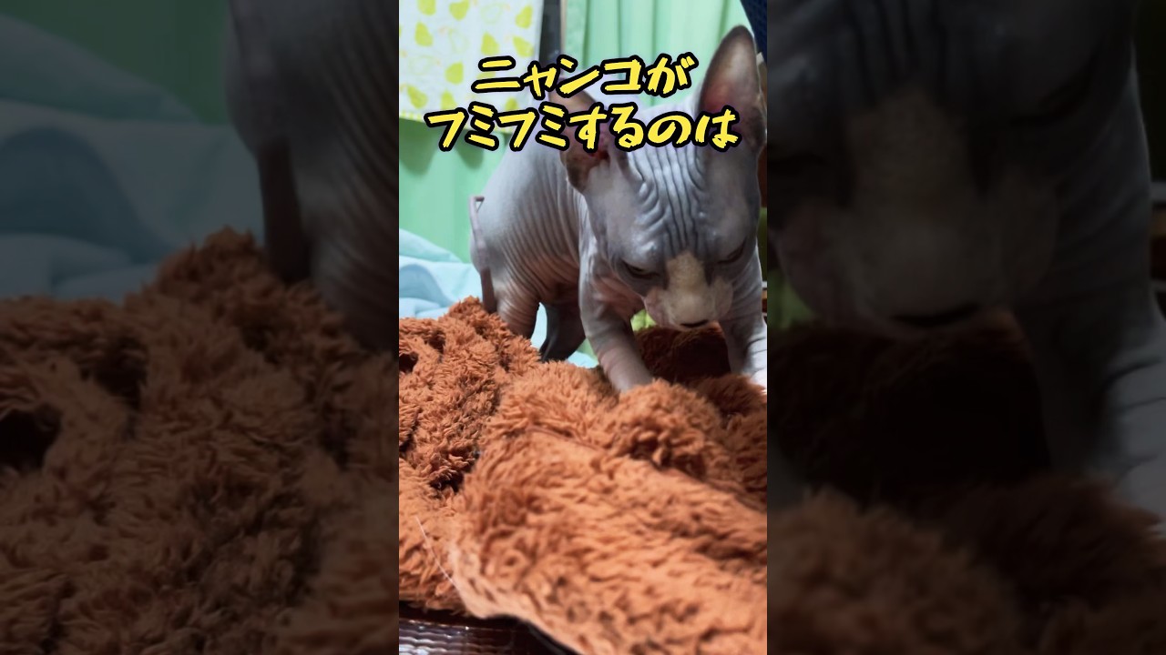 スフィンクス猫についての雑学#shorts #cat #猫#sphynx