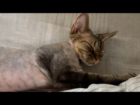 デボンレックス弟の昼寝からのグルーミングがかわいいです(Devon Rex cat grooming after taking a nap )