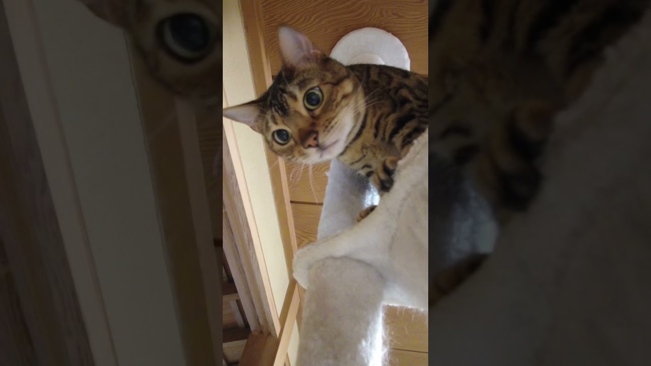 ベンガルのモナちゃん♀❤️まんまるな瞳に惚れ惚れ🥰 #ベンガル #猫動画 #どんどん王国 #猫 #ねこ #猫のいる生活 #猫のいる暮らし #cat #cats #catvideo #fyp