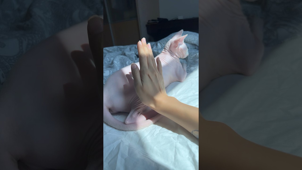 毛のない猫の肌の音（妹バージョン）【スフィンクス猫】