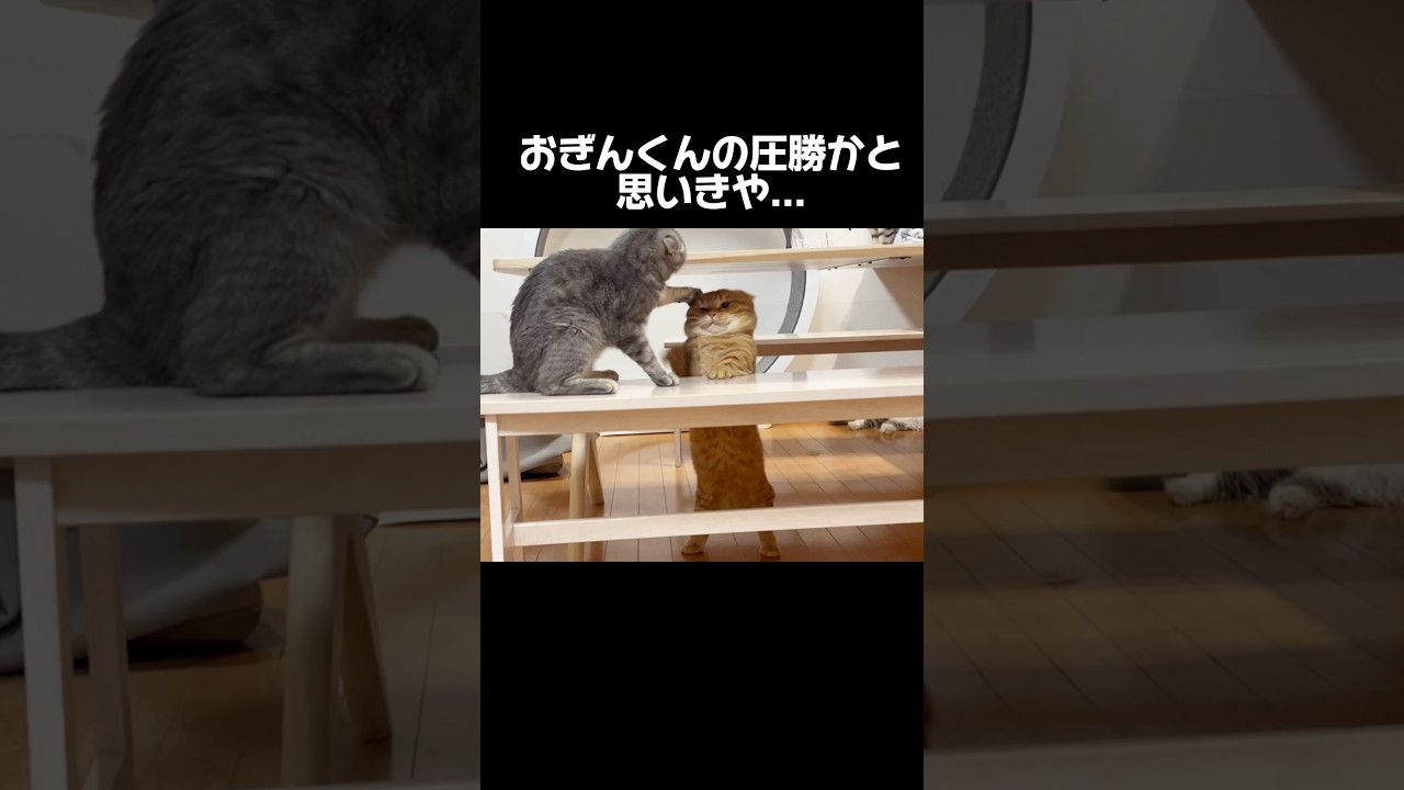 珍しくおぎんくんとぽちゃくんが... #猫 #マンチカン #shorts