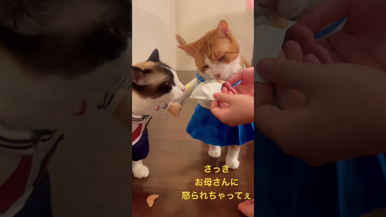あのーすいません、食欲が半端ない茶トラ猫のお叫び ？#shorts #猫動画 @Kuoranineko