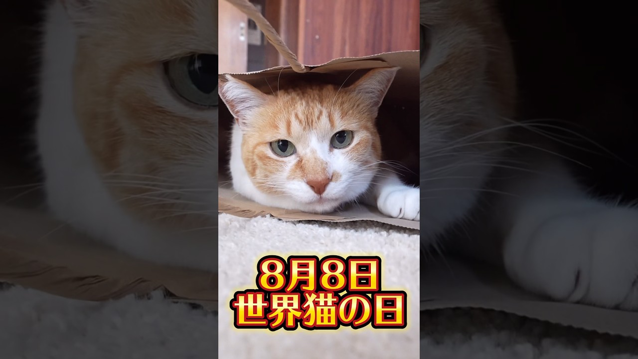 元野良猫チャチャ×OIOIオリジナルコラボグッズ8/2〜販売開始 #元野良猫チャチャ #猫武将 #まるいねこフェス#PR #ねこ #ネコ #cat