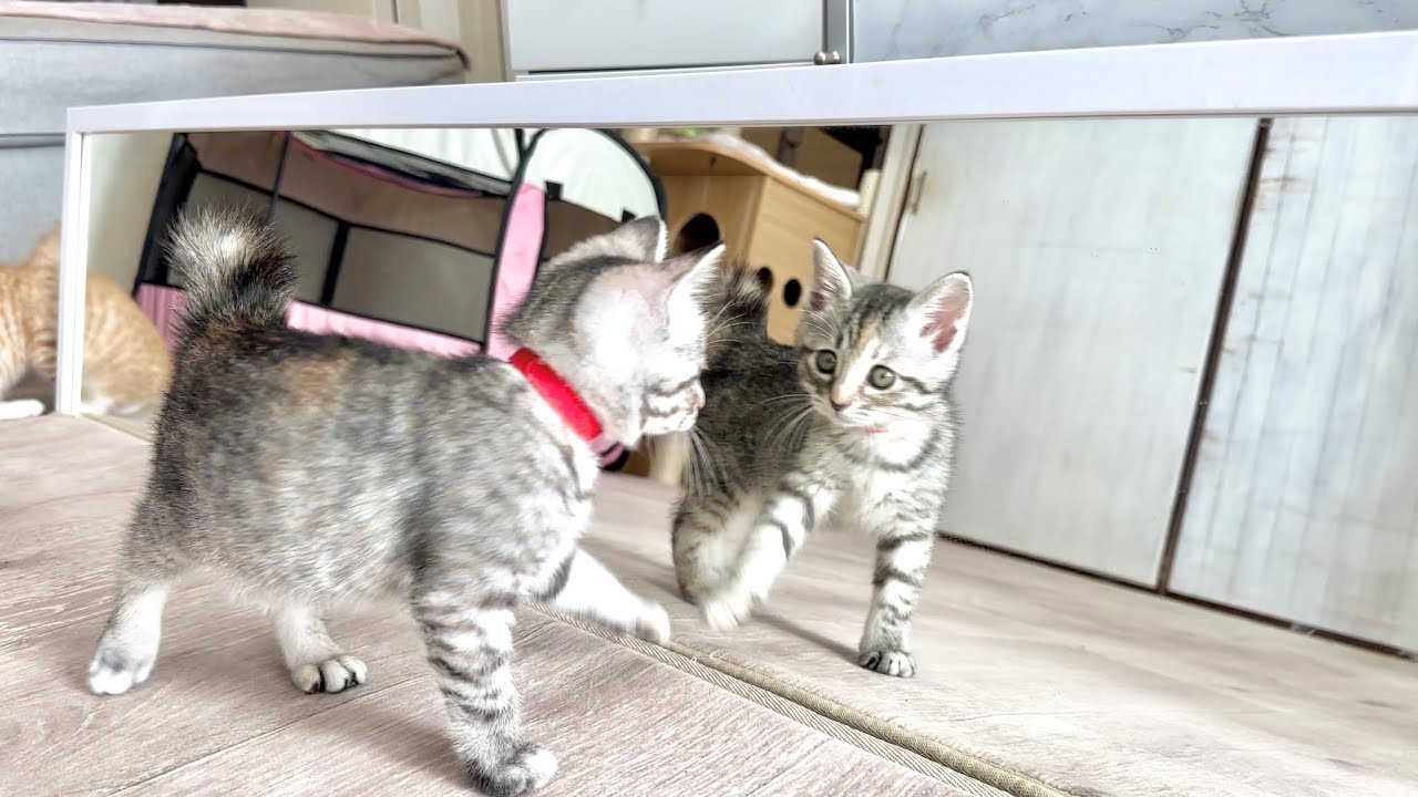 生まれて初めての鏡に驚きを隠せない子猫【かぐ告兄妹日記#31】The kitten can't hide its surprise at its first mirror.