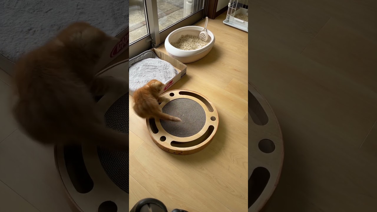 車高高マンチカンめる男お気に入りのおもちゃ