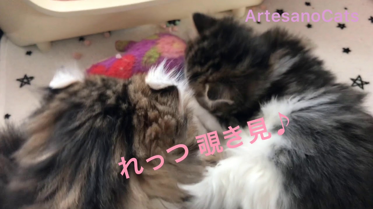 キンカロー(マンチカン×アメリカンカール) 子猫  鳴き声 ケージの中で遊ぶ part1