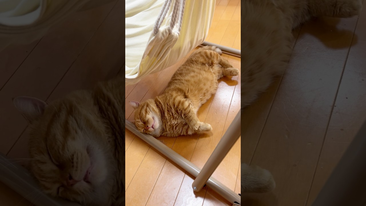 鉄パイプで頭をやられトリップした先は... #猫 #マンチカン #shorts