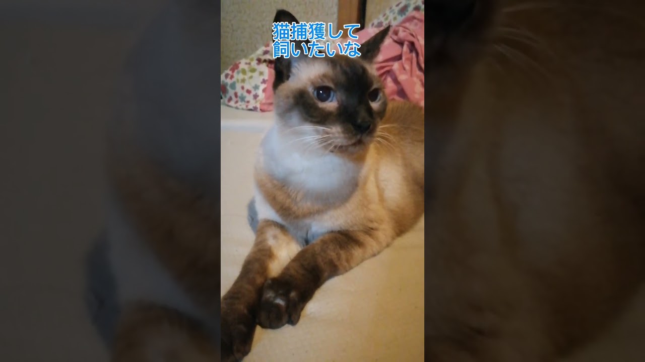 シャム猫#shorts #cat #シャムmix #猫のいる暮らし
