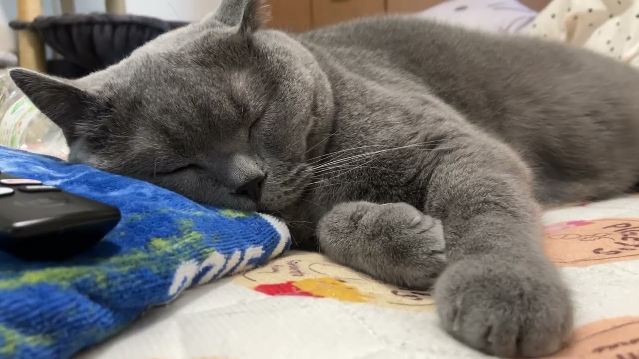自分を大切にして #ブリティッシュショートヘアー #くろねこ #きじとら猫