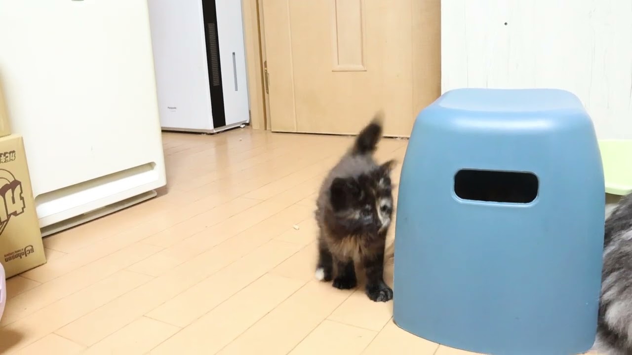 すごく可愛いメインクーン子猫キメラちゃん