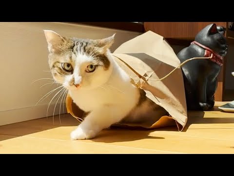 掃除機が怖かったと甘えにきた猫