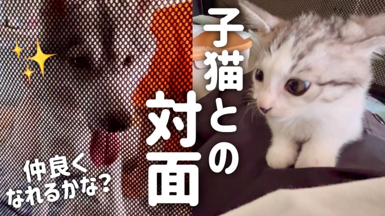 【子猫との対面】ハスキー姉妹の反応がこちら…【保護猫/捨て猫】【シベリアンハスキー】