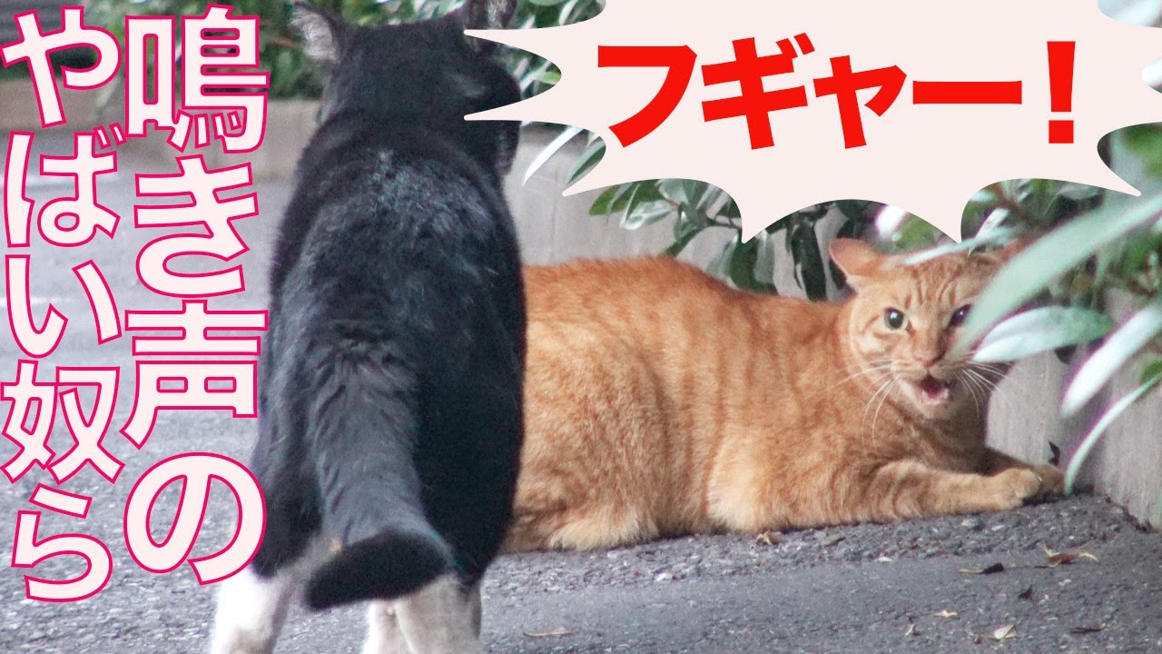 【猫】鳴き声のクセがやばいヤツら　These cats are unique characters.