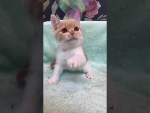 スコティッシュフォールド ✨まん丸ボディ🌸 人気カラ⭐️ 8月限定価格✨