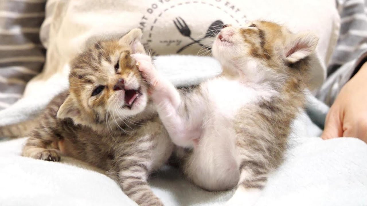 子猫の右ストレートが火を噴いた！！【赤ちゃん猫　保護猫】