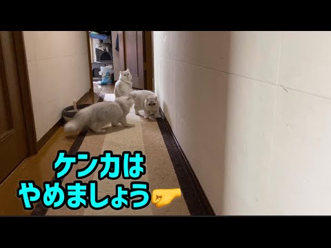 ケンカはやめましょう🤛  【ペルシャ猫.Persian.チンチラゴールド.チンチラシルバー】