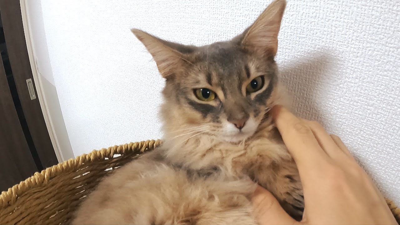 おとなしく爪を切られる子猫が可愛い【ソマリブルー】