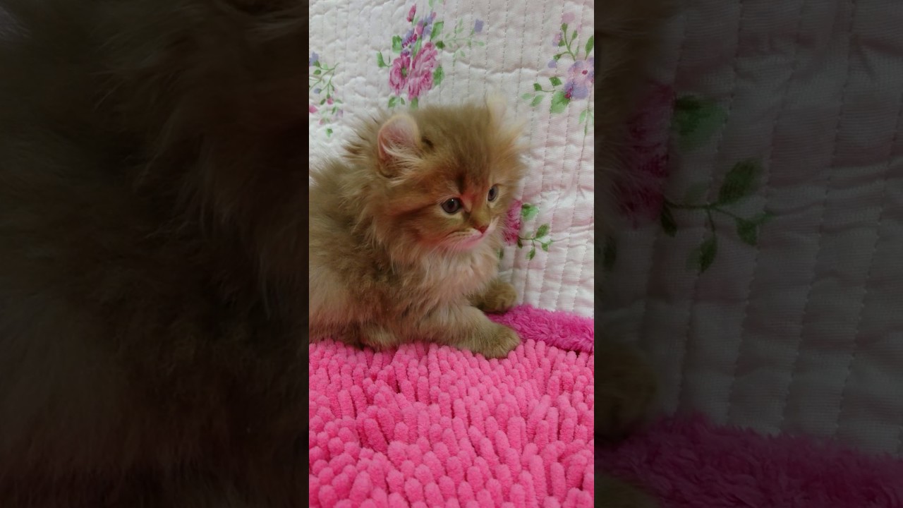 1/14アメリカンカール・フォーン♀