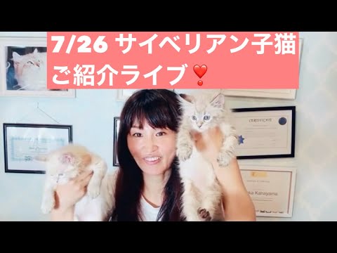 サファイア色の瞳💎ウルトラブルーアイズ6兄弟が初デビュー💎7/26 12:15〜モカのサイベリアンご紹介ライブ💎