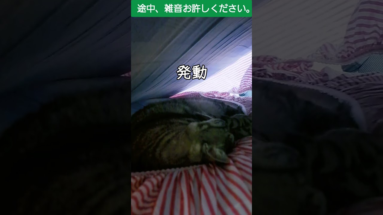 　猫も夢を見るとこうなるよ。