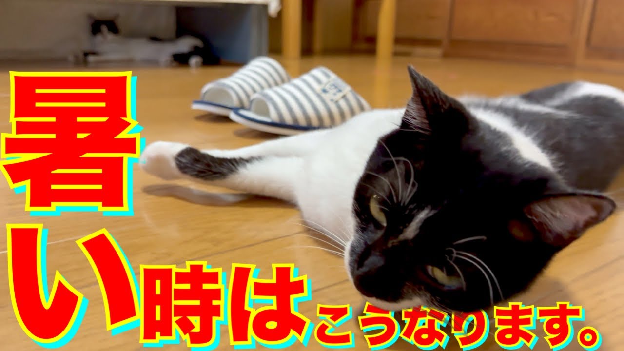 【ねこ動画】【4K60FPS】暑くなってきたのでウチの猫たちはこうなります