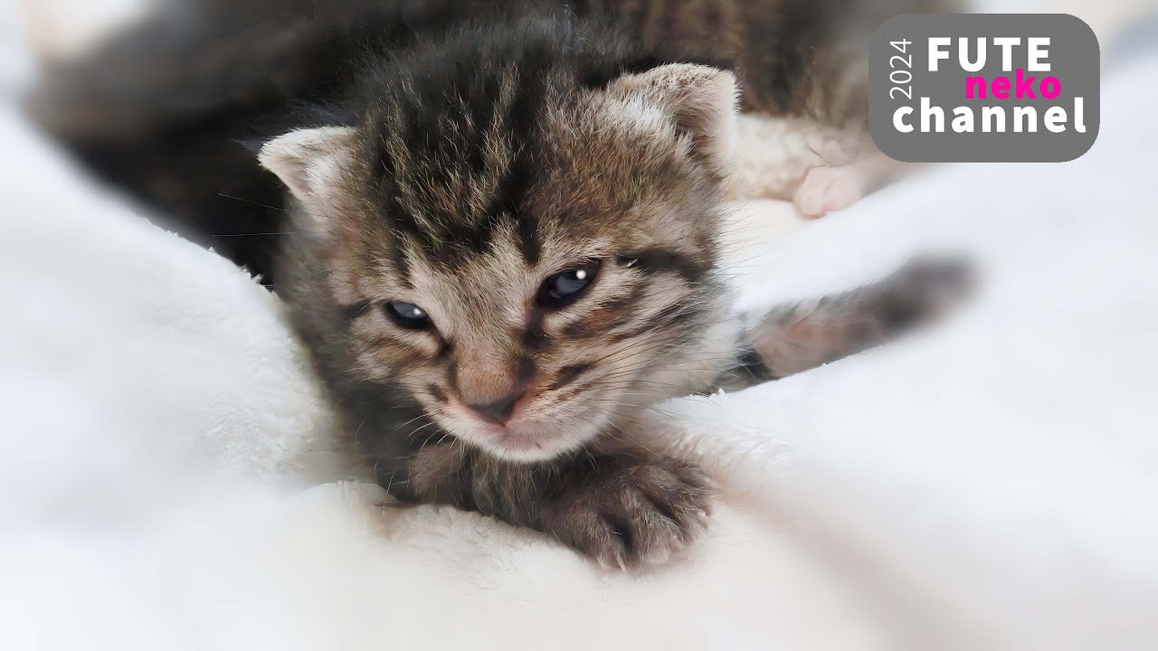 子猫の調子が良くありません【保護子猫】