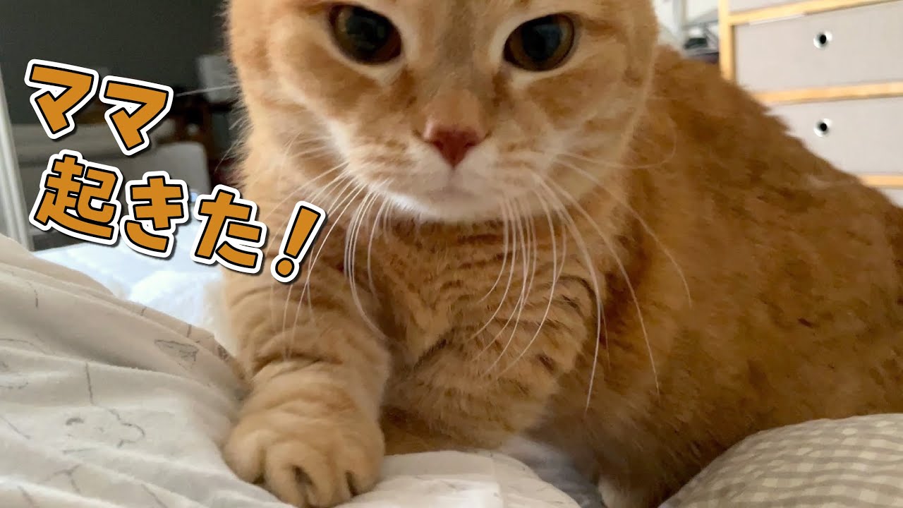 早朝でも関係なく甘えにやってくる猫が可愛すぎる…！