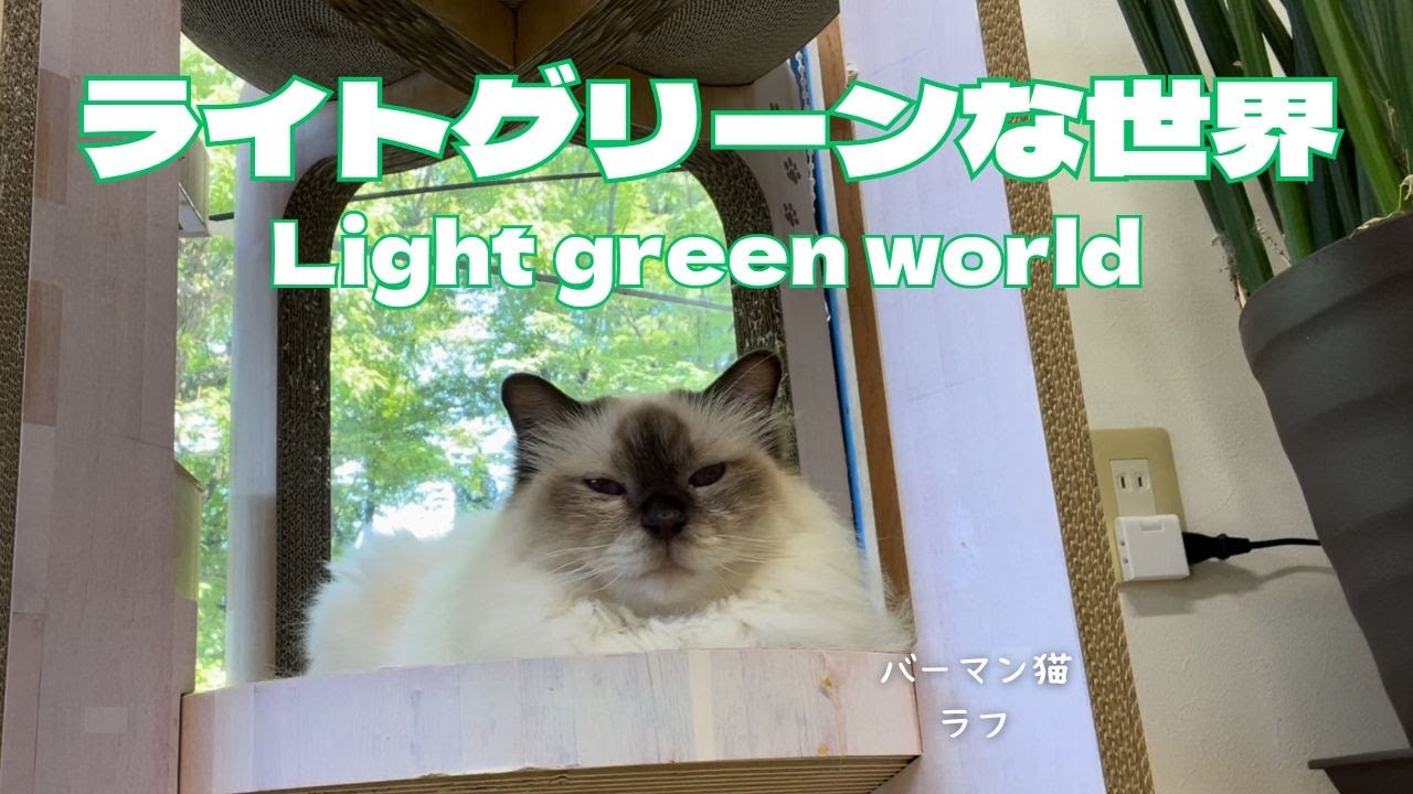 バーマン猫ラフ【ライトグリーンな世界】Light green world（バーマン猫）Birman/Cat