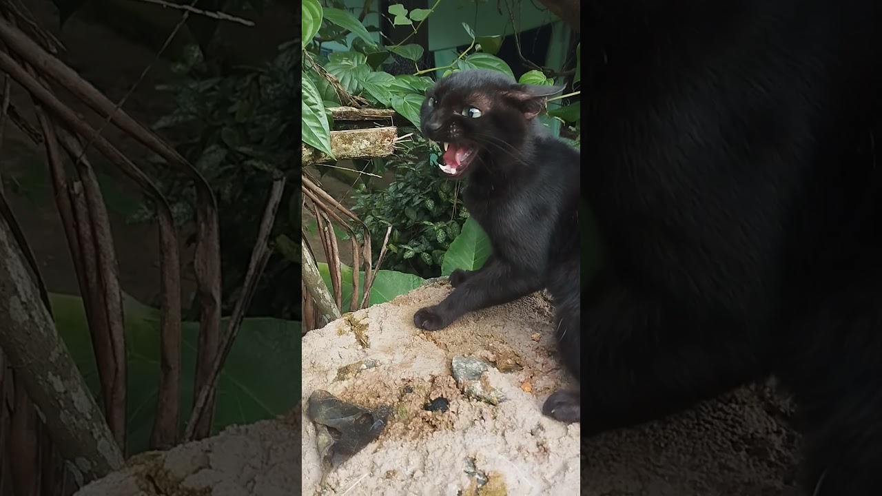 🙀😸😻 #kitten #cat #cute #catlover #funny