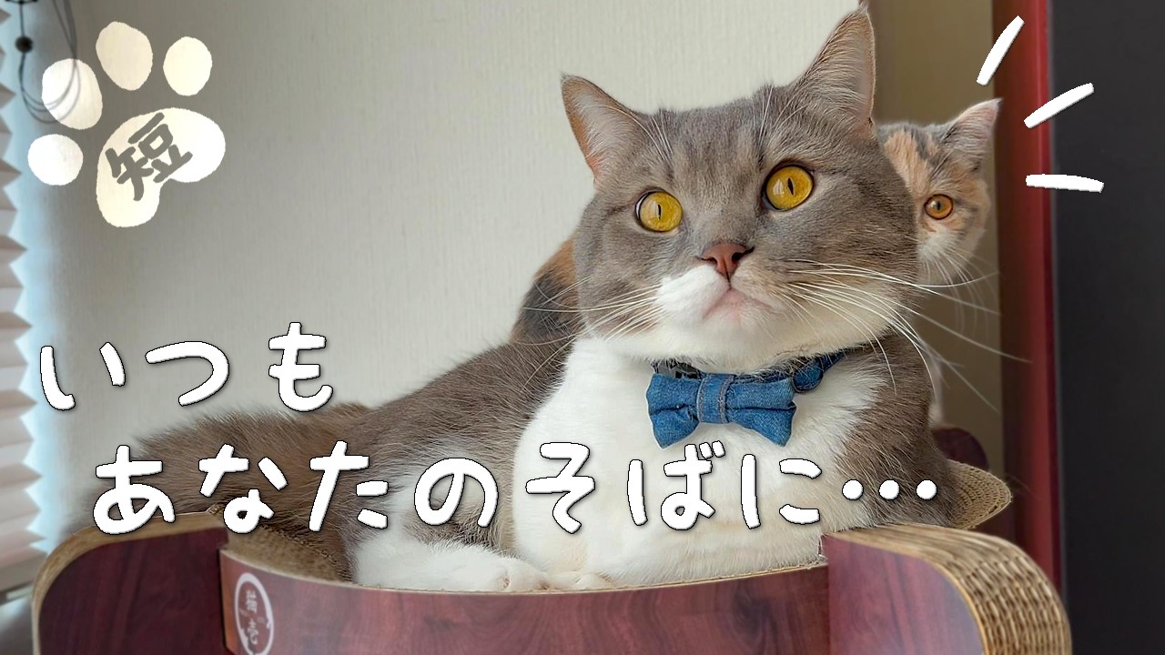 悪戯子猫あさりちゃんに社長もタジタジ #ミヌエット #マンチカン #株式会社短足猫