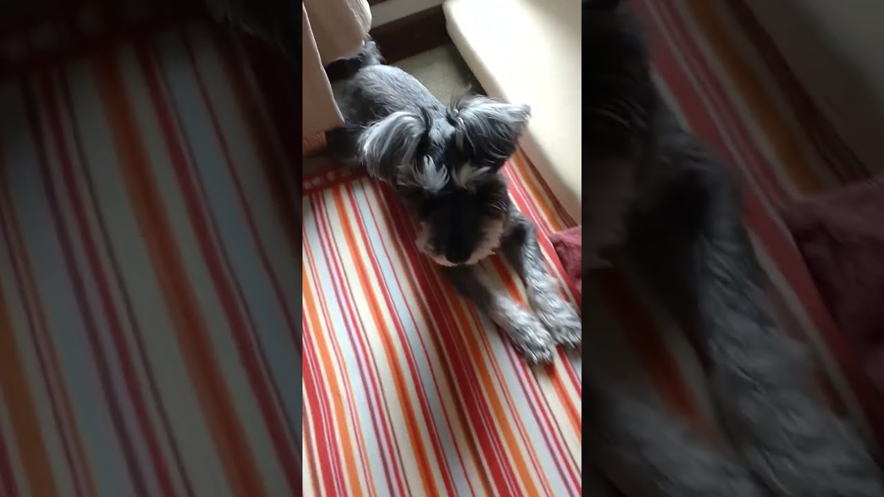 スフィンクスになったシュナウザA dog that becomes a sphinx #ミニチュアシュナウザー #シュナウザー #miniatureschnauzer #犬のいる暮らし #shorts