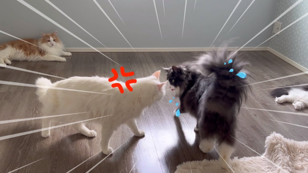 【愉快な仲間w】お兄ちゃんを怒らせてしまった、末っ子ターキッシュアンゴラと見守るノルウェージャンフォレストキャットたちwww