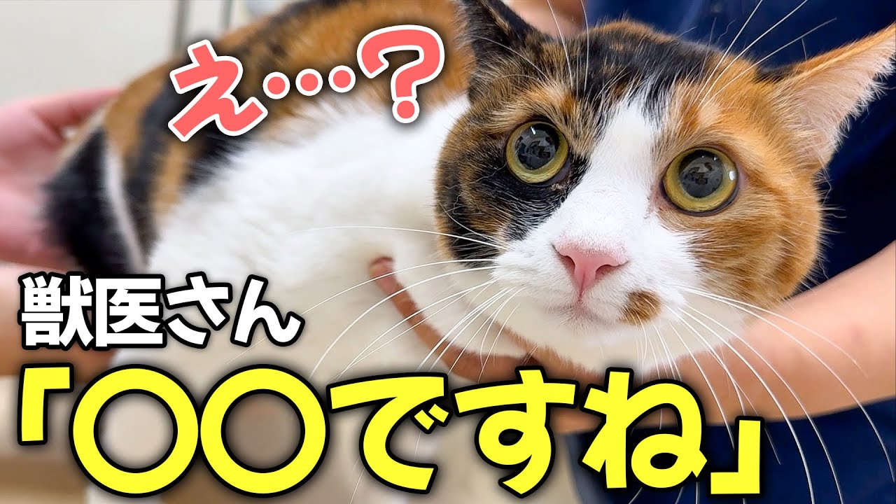 予防接種のために三毛猫を病院へ連れて行ったらまさかの事実が判明しました…