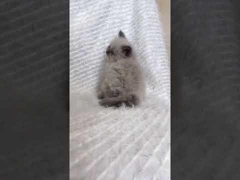 ヒマラヤン ブルーポイント　可愛い子