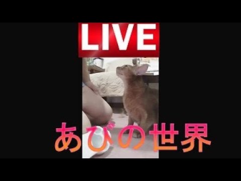 ネコ動画あび＃3994   あびの毎日　アビシニアン　あび