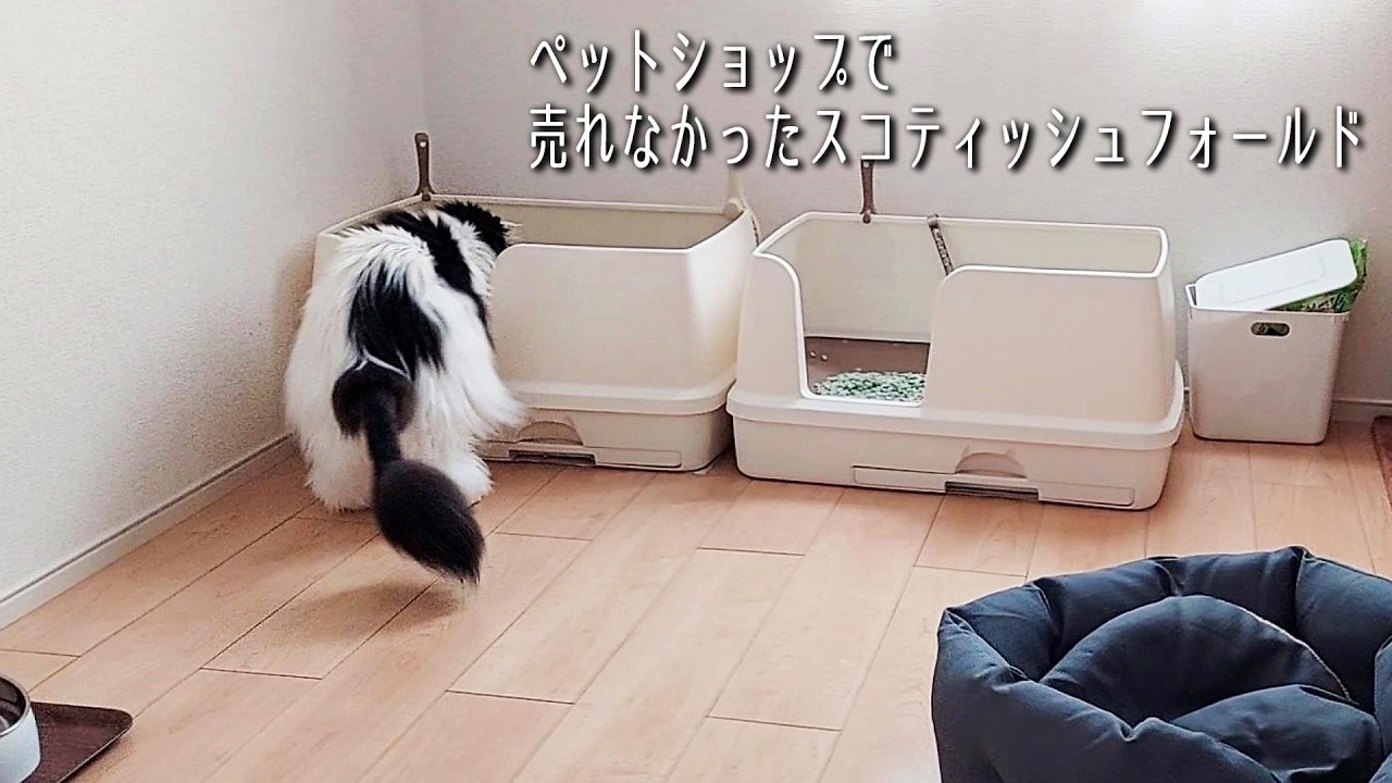 ようやくケガが完治しザベスを卒業！さっそく粗相を現行犯され焦る猫。