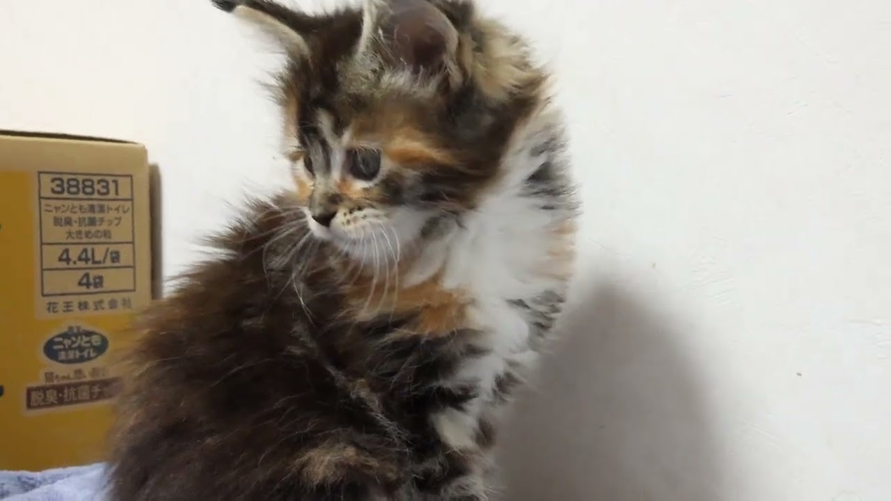 魅力的なメインクーン子猫ききょうちゃん