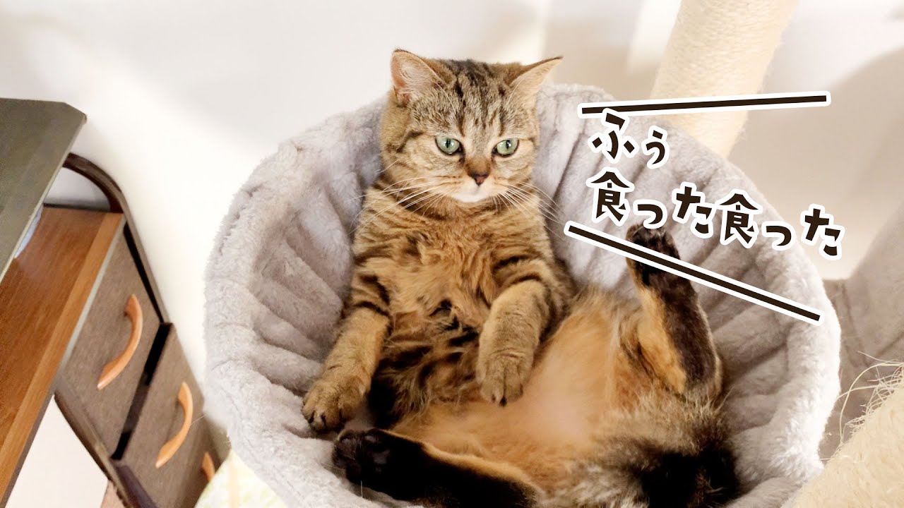 食後すぐ大胆にくつろぐおっさんみたいな猫！笑 #317【生後1年と16日目 スコティッシュフォールド】