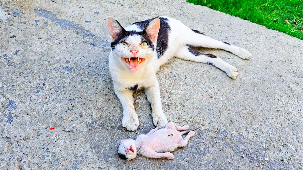 瀕死の子猫を男のもとに連れてきた母猫。泣きじゃくる姿に心を痛めた男性は、すぐに心温まる行動に出た