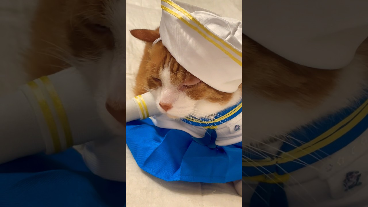 あ〜もうダメだ〜眠た過ぎる茶トラ猫 #shorts #cat