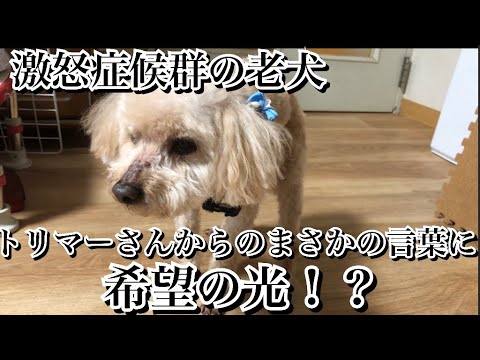 激怒症候群のトイプー。トリミングの追加料金かかるかもしれない…と言われたその後。【激怒症候群トイプードル】