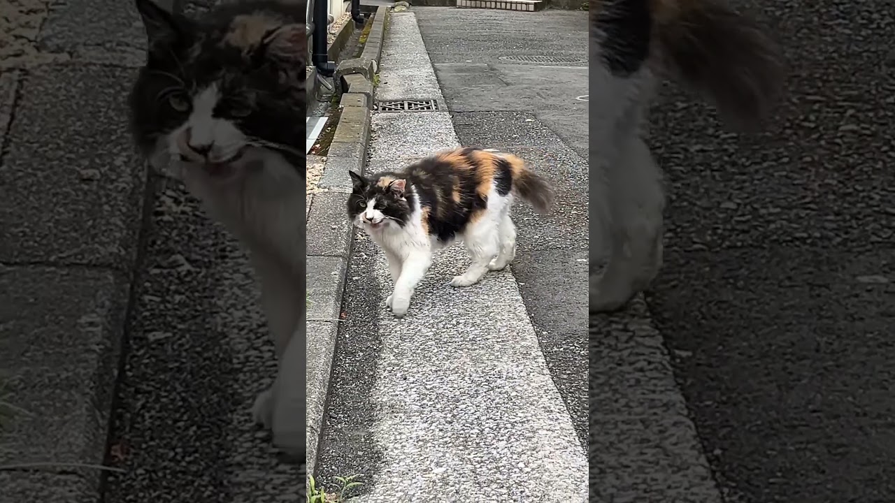 猫もラーメン屋に行く日本🍜
