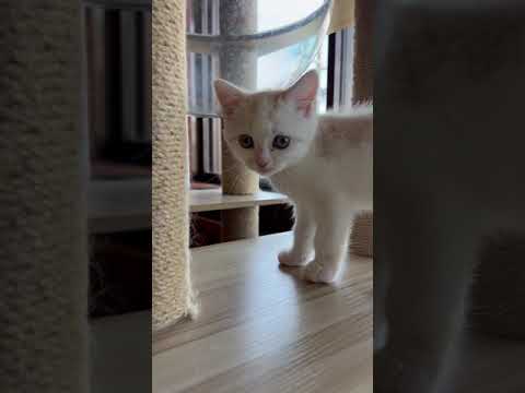 スコティッシュフォールド 元気女子😽　クリームタビーホワイト