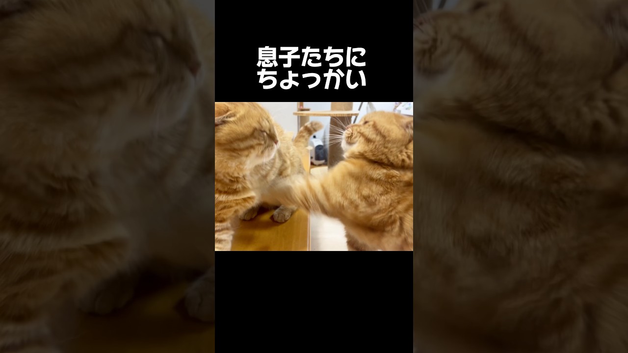 息子たちにちょっかい出しまくりのパパ猫だけど... #猫 #マンチカン #shorts