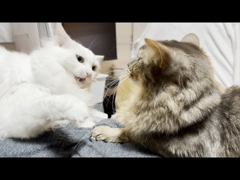 仲良くしていたのに急にキレる猫ｗ